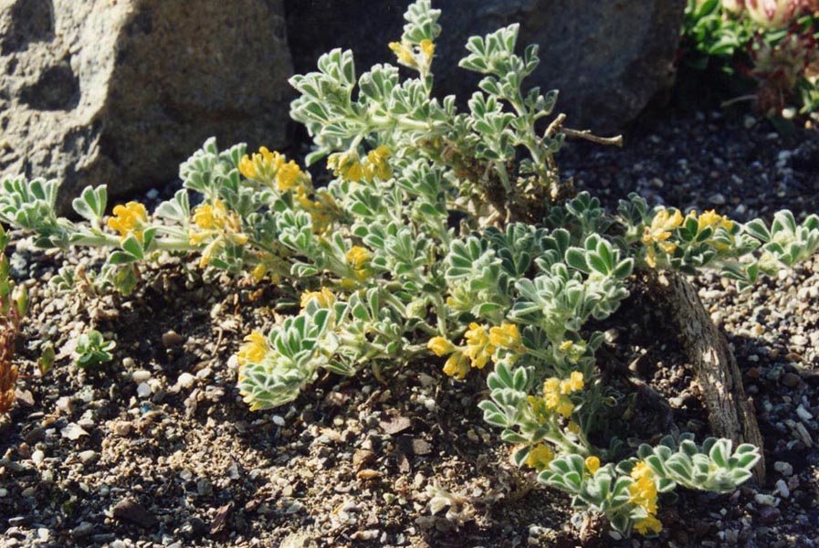 Medicago marina en fleurs sur les dunes côtières ensoleillées du littoral méditerranéen